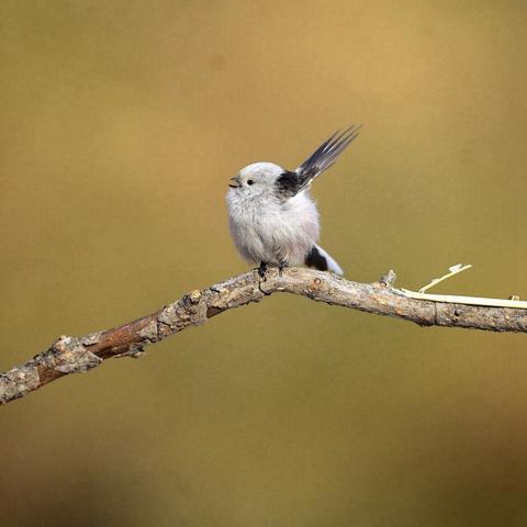 爱摄软件的长尾关键词有哪些