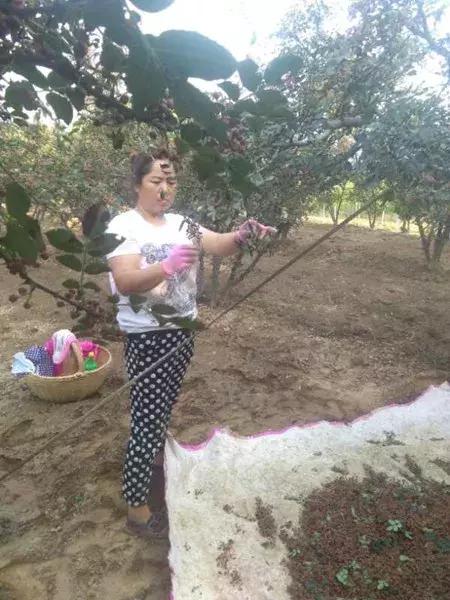渭南最美女职业农民候选人事迹展播｜白小妮