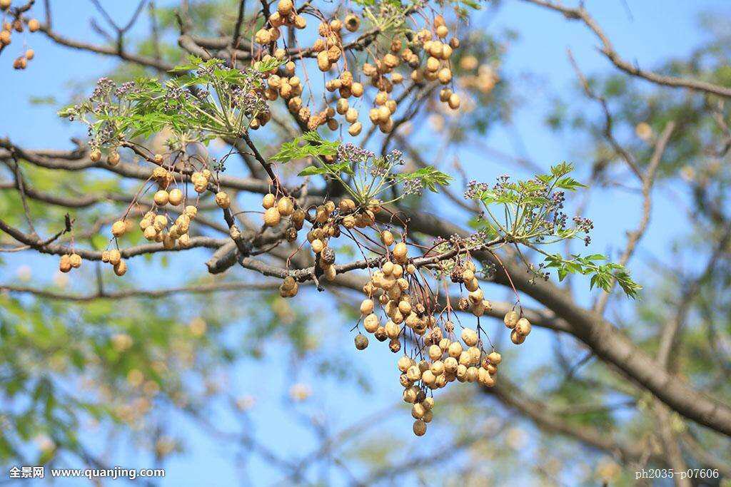 中药材苦楝皮除螨包湿了代表什么