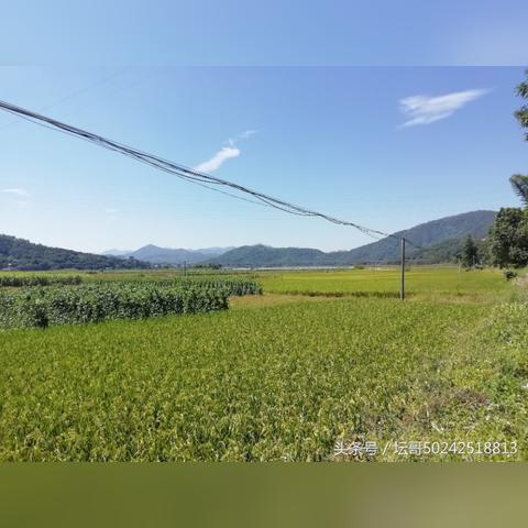 深圳市水田村是什么区