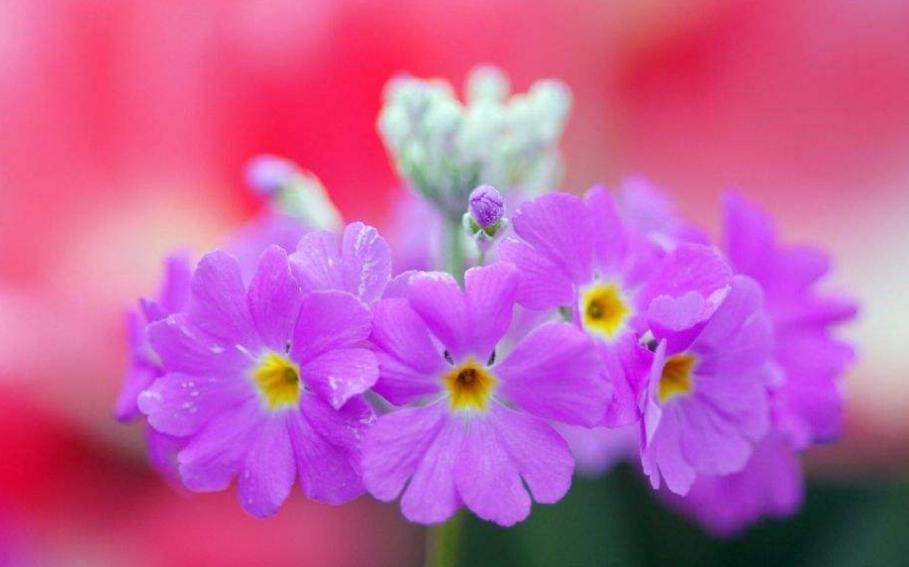 伶牙俐齿打一个生肖是什么动物生肖，答案解答解析