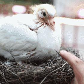 石家庄市庄园路在哪里