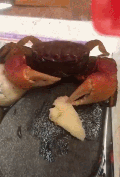 孕妇能吃螃蟹吗