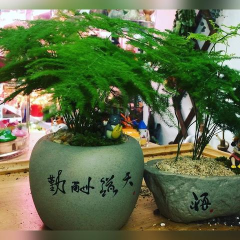 杭州臭竹的相关长尾关键词有哪些