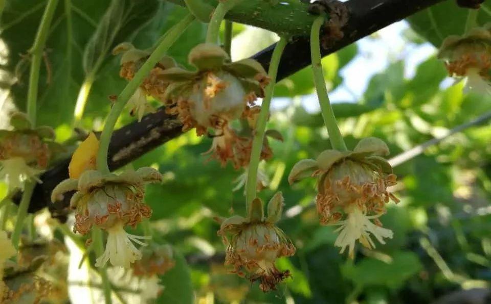 柑橘種植手藝?yán)^續(xù)教育注銷(xiāo)_甲維鹽與阿維菌素