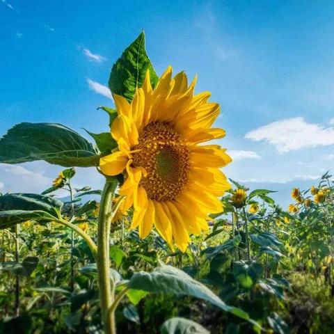 长沙向日葵露营相关长尾关键词有哪些