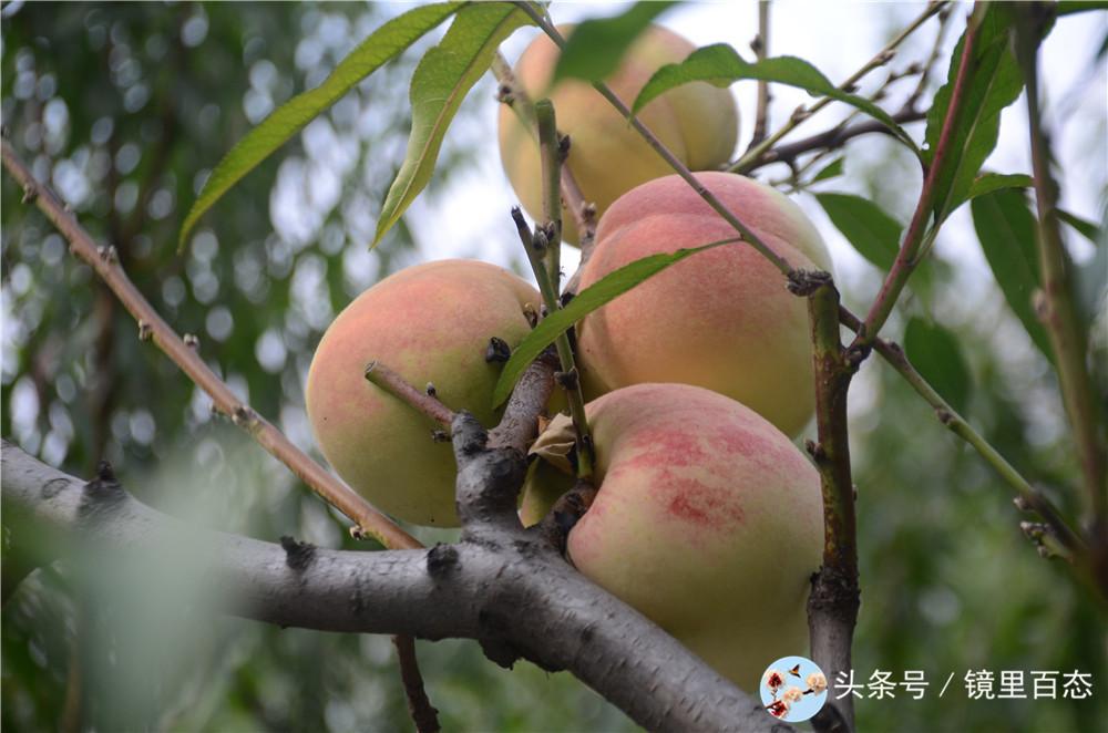 电商平台拉新app(东方甄选app直播是怎么回事)