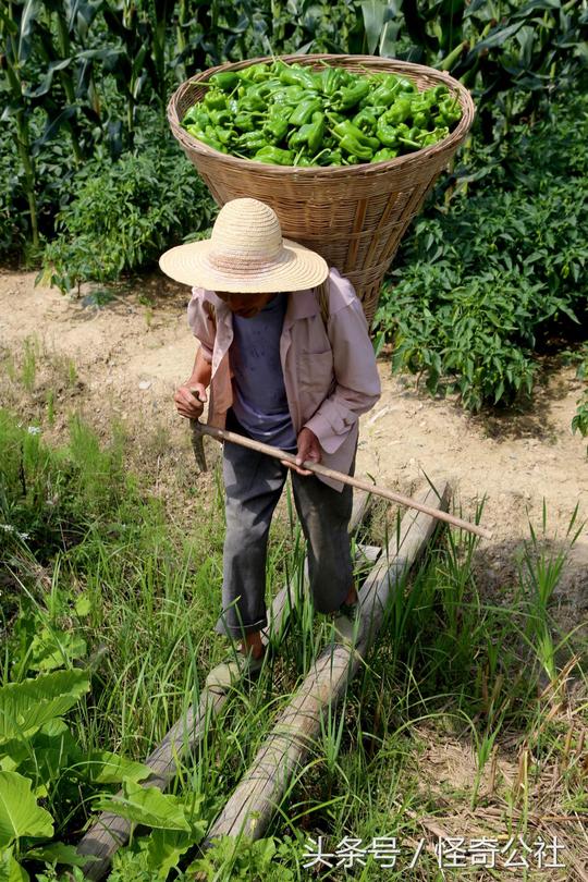 湖北兴山：高海拔山区种植这种辣椒，每年农民收获财富3亿