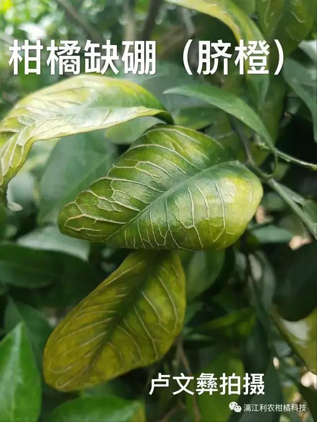 種植柑橘拍攝手藝要點_橘子在手上怎么攝影