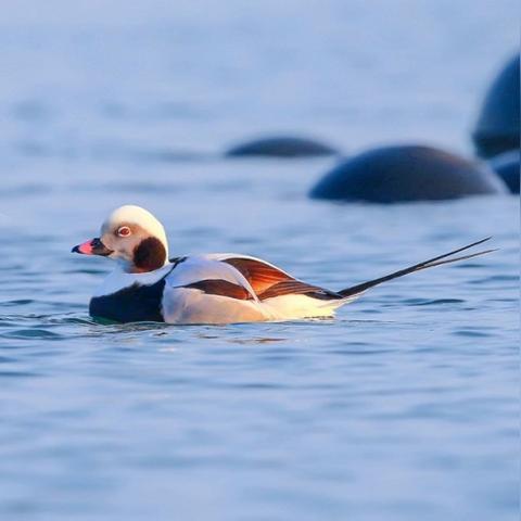 ktv鸭子是做什么的的长尾关键词是什么