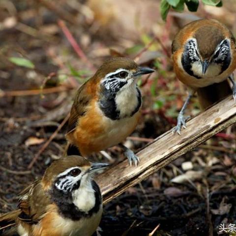 大连市有一种鸟是什么鸟