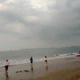 请教厦门的朋友，厦门有椰子树吗？