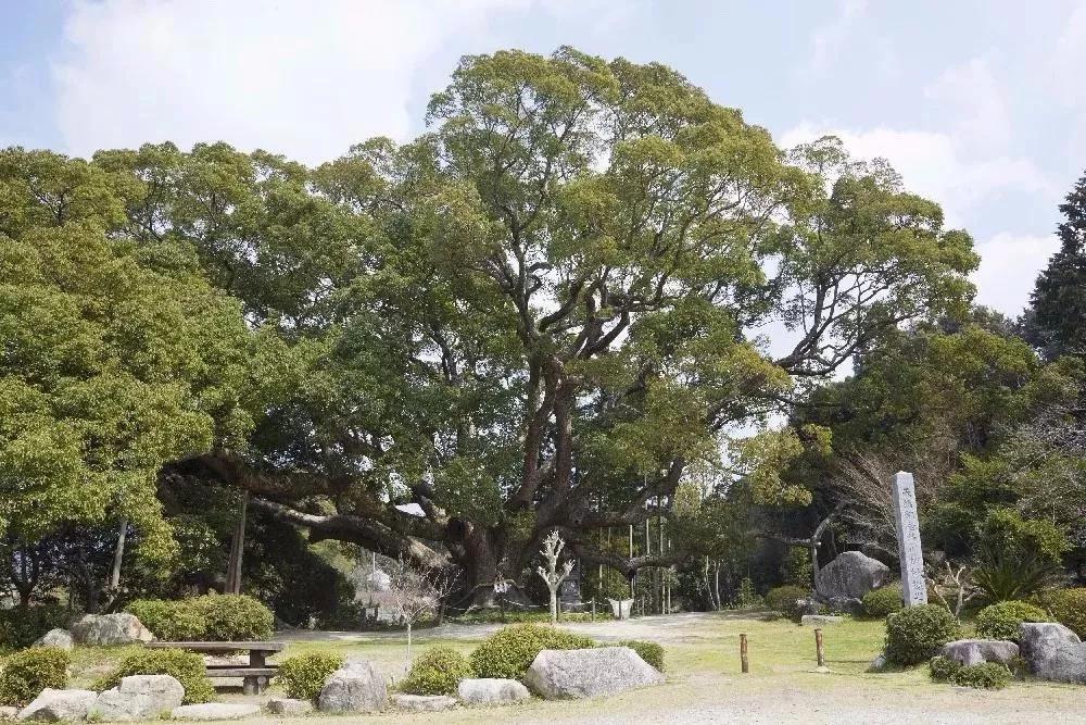 古时种植乌桕树的寓意,倒影和倒映有什么区别?