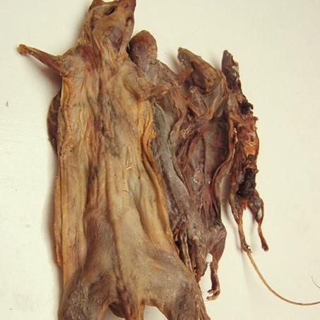 福建家养仓鼠的相关长尾关键词有哪些