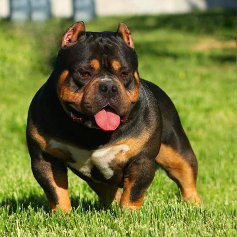 宁波市的花是什么花