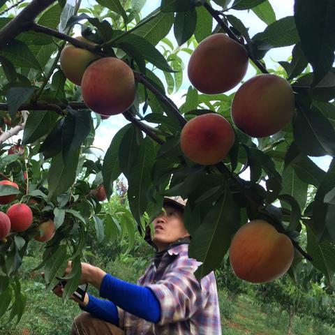 ju shu的词语怎么写？