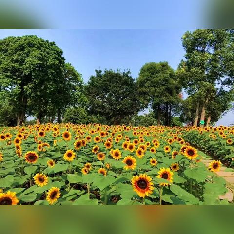 桂林景区花海在哪里相关长尾关键词有哪些