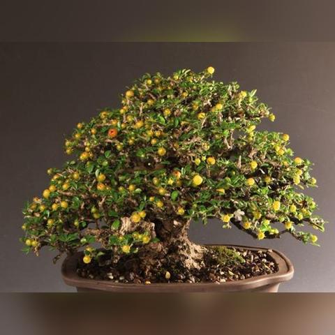 福建茶叶店数量的相关长尾关键词有哪些