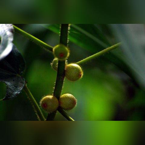 桂林市哪里收购五指毛桃
