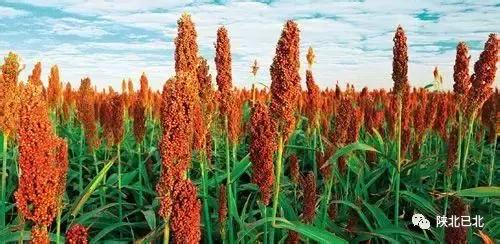 高原上有什么美食吃（为什么高原地区食物这么咸）