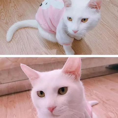 长沙猫咖招聘相关长尾关键词有哪些