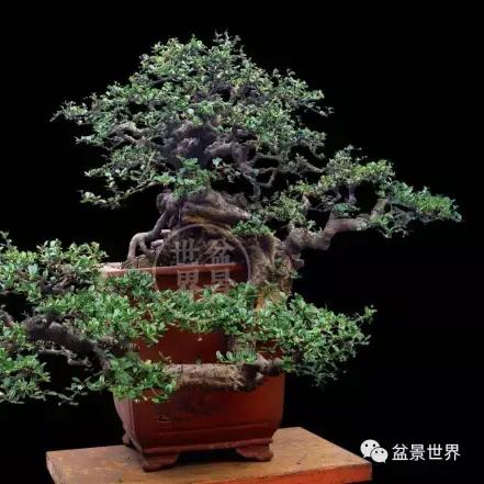 福建茶叶哪个牌子好喝