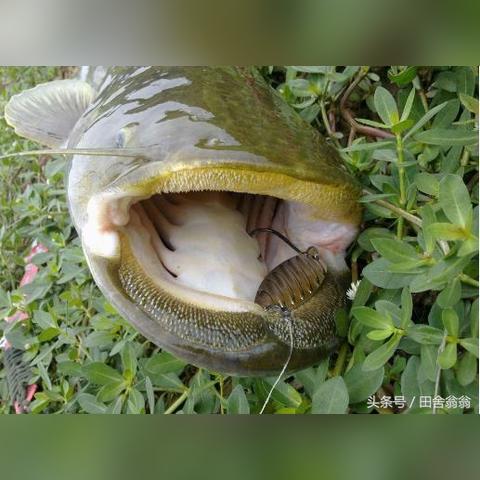 小虾仁的做法大全的长尾关键词是什么