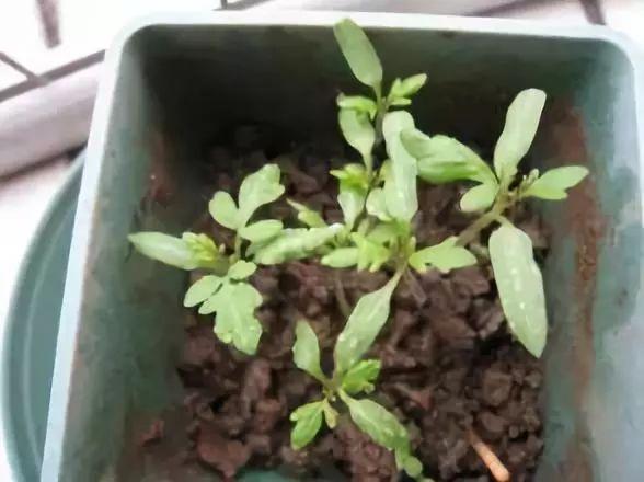 柑橘幼果期不能用哪些药品代替（除夜蛾外还有哪些害虫会导致柑桔腐烂）