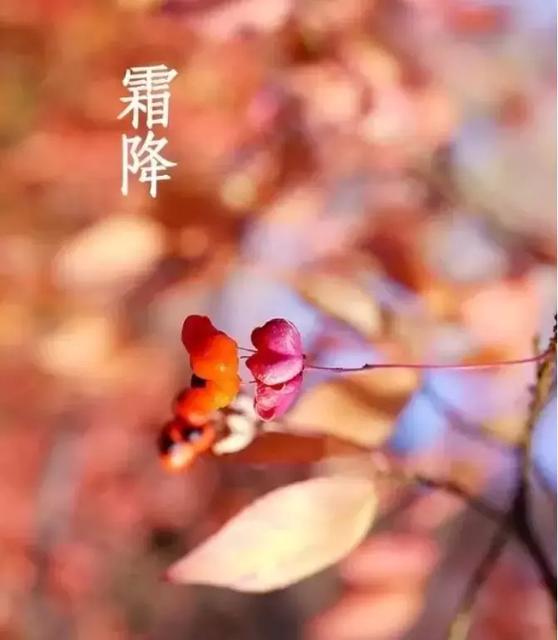 霜降有关的诗句有哪些
