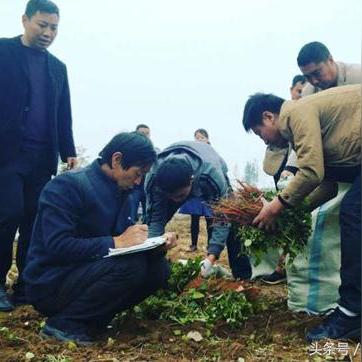 河南黄芪长什么样子的