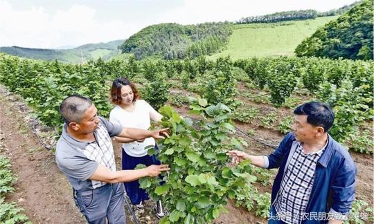 正在热卖的农村“致富果”40元1斤，农民种它年挣30万，成本低！