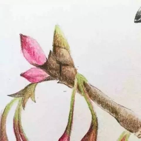 小白鞋diy图片大全的长尾关键词有哪些