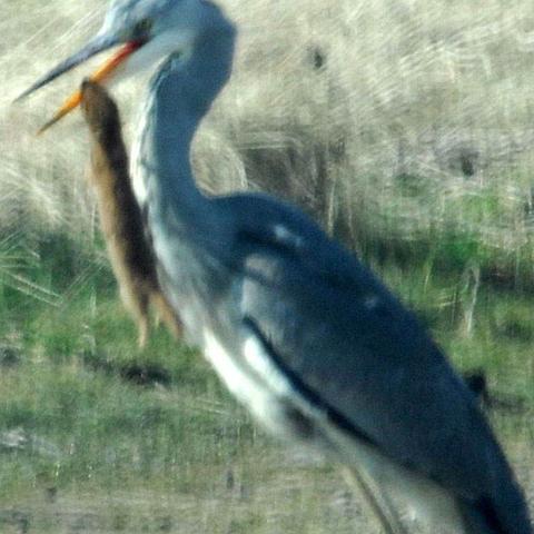武汉串大仙的长尾关键词有什么