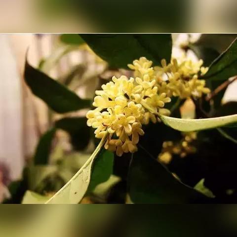 临沂市桂花产地在哪里呀