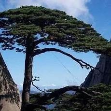天津松刺青怎么样