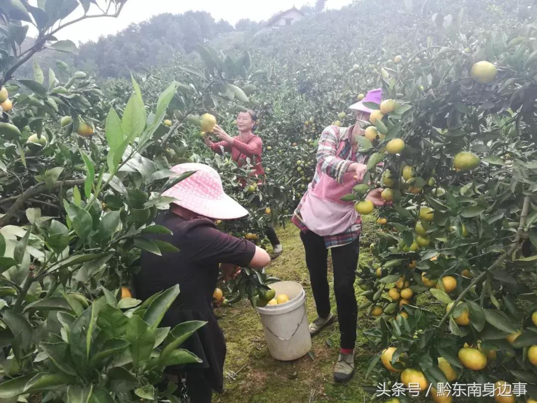 丹寨柑橘種植手藝_你家鄉(xiāng)的旅游景點和農產(chǎn)物都有哪些