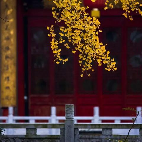 沈阳舍利塔公园银杏相关长尾关键词有哪些