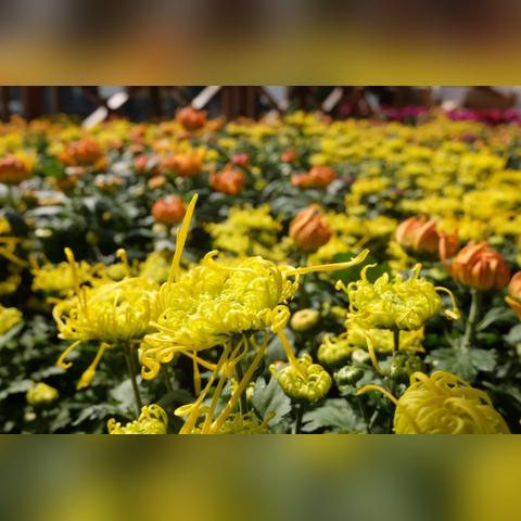 苏州市常熟市新建机场的长尾关键词有哪些