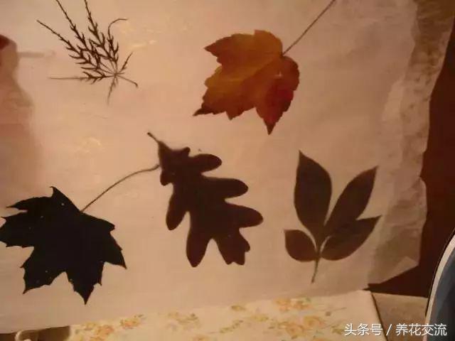 永久保存照片最好方法_咸鴨蛋儲(chǔ)存有什么小妙招 運(yùn)營(yíng)百科