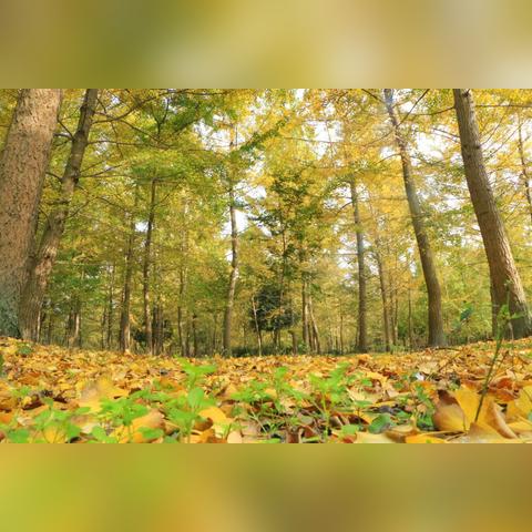 成都市哪些幼儿园免费