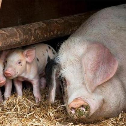 石家庄市中粮猪场的长尾关键词有哪些