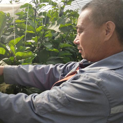 济南市商河县小麦多少钱