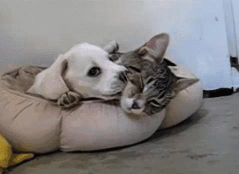 解剖学杂志如何写论文阅读文章时如何对文章进行剖析和深层次理解