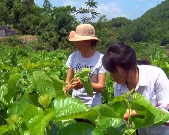 「产业扶贫」凌云大力发展种桑养蚕产业，助推地方脱贫攻坚