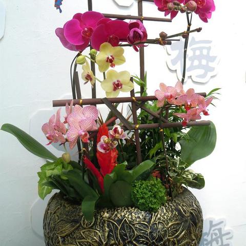 蝴蝶兰插花图片大全的长尾关键词是什么
