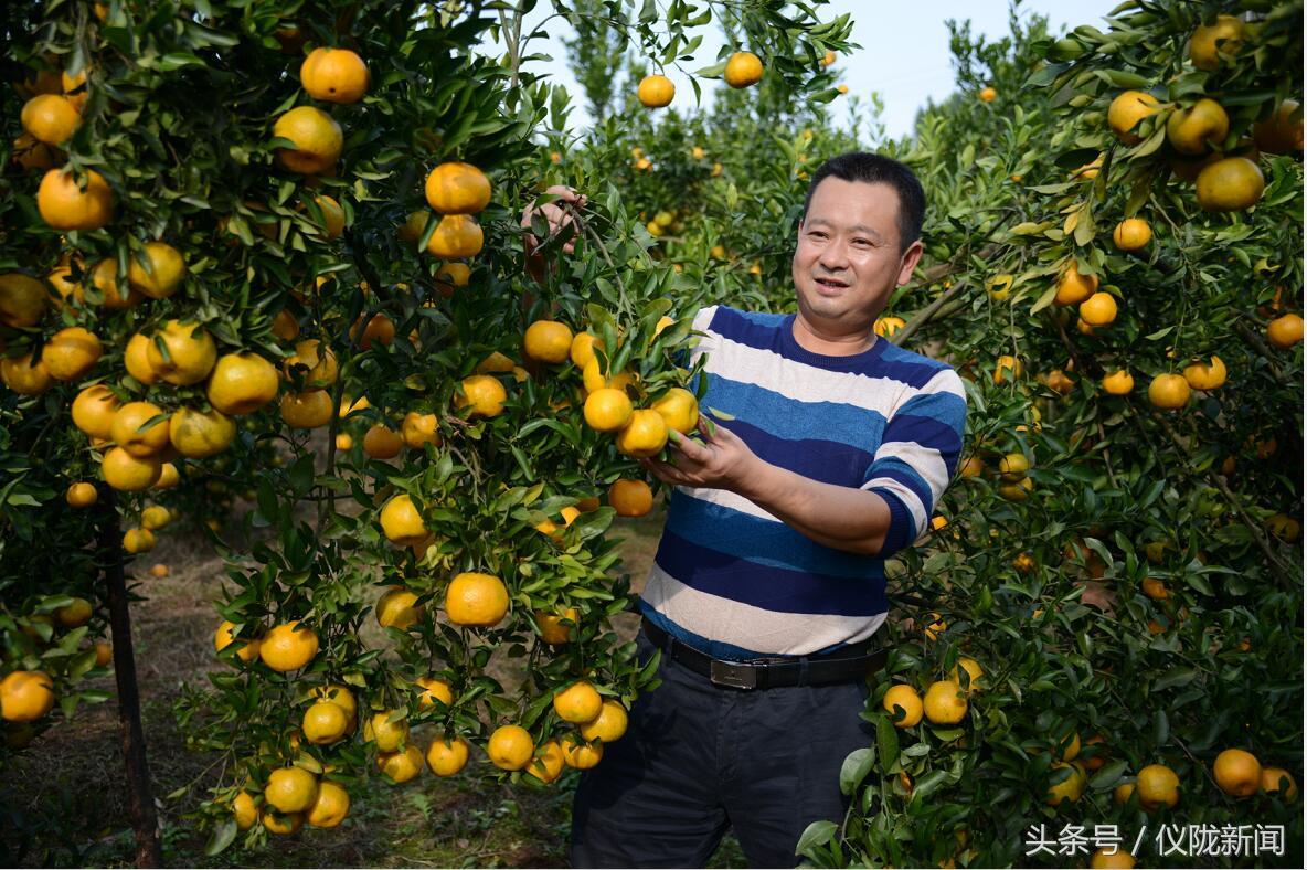 南充柑橘種植雇用手藝員_農(nóng)村示范園好嗎