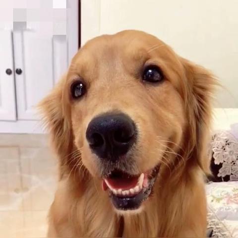 tiktok宠物定制 衍生的长尾关键词有什么