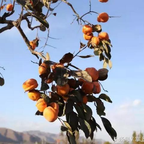 河北省保定市易县小山村的长尾关键词有什么