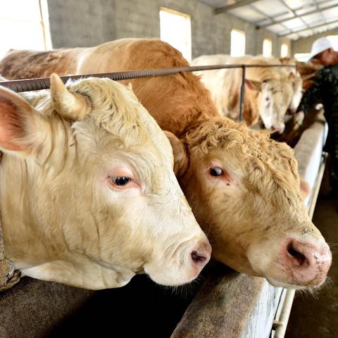 山东临沂市肉牛养殖补贴的长尾关键词有什么