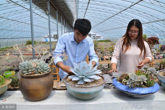 大都市90后夫妻自主创业，到农村种大棚多肉植物年入50万元